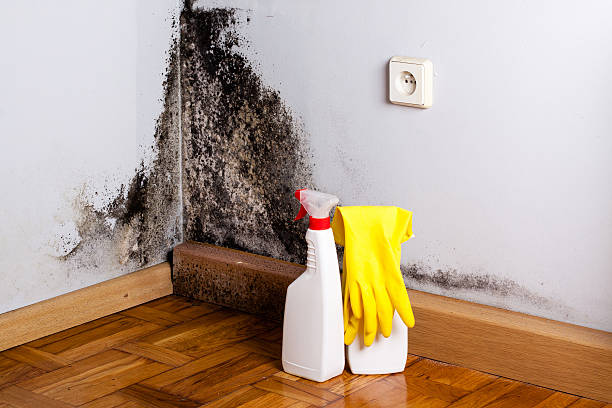 Crawl Space Mold Removal in Dolgeville, NY