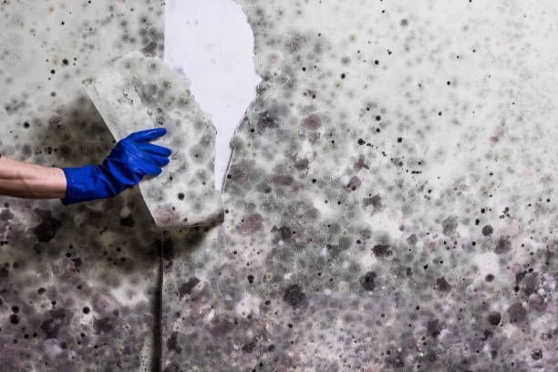 Best Professional Mold Removal  in Dolgeville, NY
